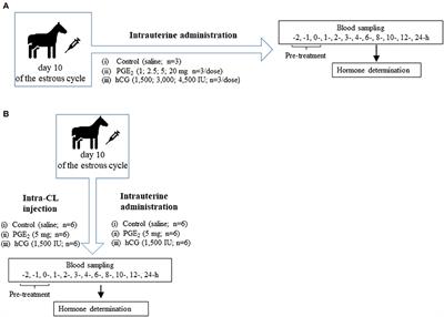 The Effects of Prostaglandin E2 Treatment on the Secretory Function of Mare Corpus Luteum Depends on the Site of Application: An in vivo Study